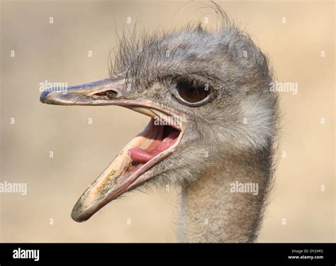 Funny Ostrich Face