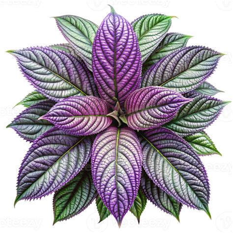 A purple plant with green leaves 55830059 PNG
