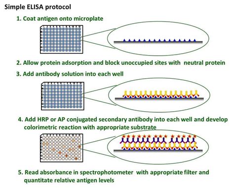 ELISA Protocol - Creative BioMart