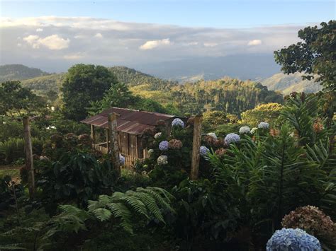 Cofdar - 🌍 Global Coffee Market – October 2025 The latest report from