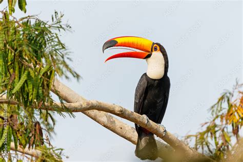 The toco toucan (Ramphastos toco), also known as the common toucan or giant toucan, searching ...