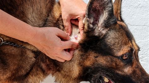 Hund Hat Gr Tzbeutel Wann Sollte Man Zum Tierarzt