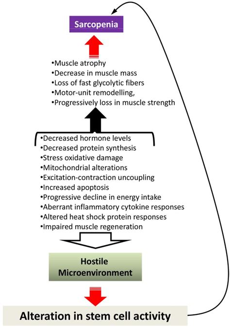 Figure 1 From Molecular And Cellular Mechanisms Of Muscle Aging And