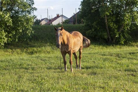 Pastoreio De Cavalo Castanho No Campo Verde Foto De Stock Imagem De