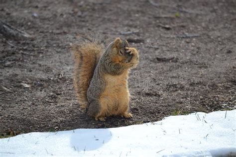 Scared Fox Squirrel stock image. Image of scared, cute - 53351767