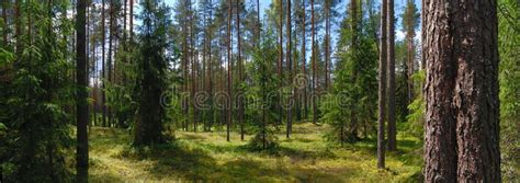 Panorama of forest. Panoramic landscape of forest in sunny summer day ...