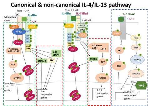 Modulation Of Il Il Cytokine Signaling In The Context Of Allergic