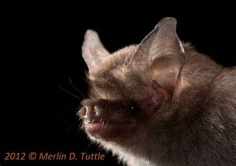 Photographing the World's Smallest Mammal - Merlin Tuttle's Bat ...