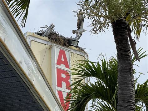 The Tale Of Mary Ann And The Ospreys Of Arvilla Resort Motel | St. Pete ...