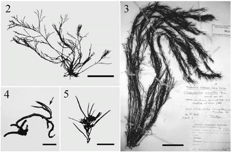 Sargassum Schnetteri Comb Nov Immature Specimen Isotype