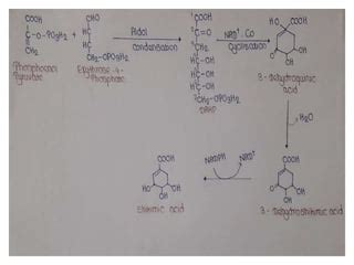 Shikimic acid pathway | PPT