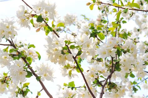 Blooming Apple or Cherry Tree Stock Image - Image of botanical, botany ...