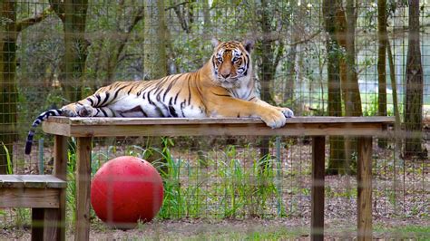 Big Cat Rescue In Tampa Florida Expedia