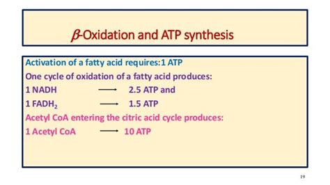 Beta oxidation