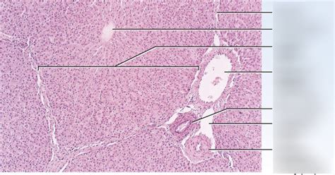 Exam 2 Normal Liver Histology Diagram Diagram Quizlet