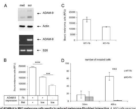 Figure From The Disintegrin Like And Cysteine Rich Domains Of Adam