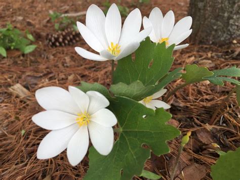 5 Of The Prettiest Wildflowers Youll See In Michigan This Spring