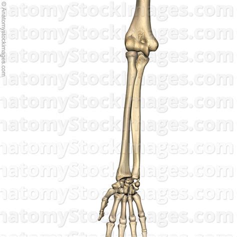 Anatomy Stock Images Forearm Bones Radius Ulna Anatomy Front