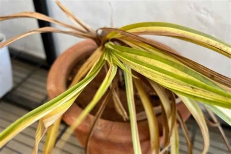 7 Signs Of An Overwatered Spider Plant Prevention Tips