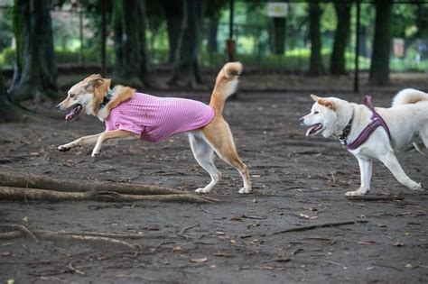 Dos Perros Shiba Inu Se Divierten Jugando En La Hierba En El C Sped