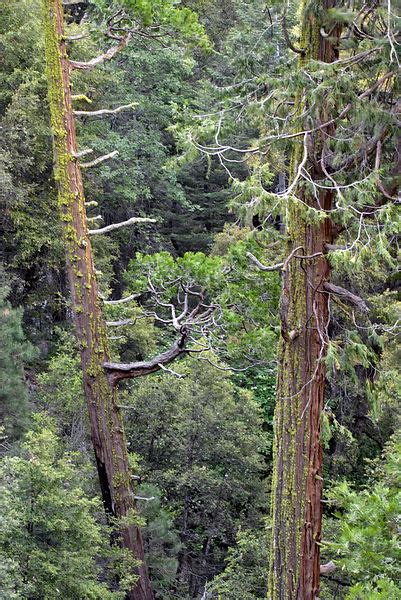 Brett Cole Photography Mixed Forest Of Incense Cedar Libocedrus