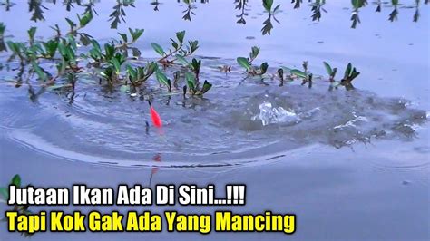 Terlalu Banyak Ikan Tapi Jarang Pemancing Mancing Nila Di Rawa Bekas