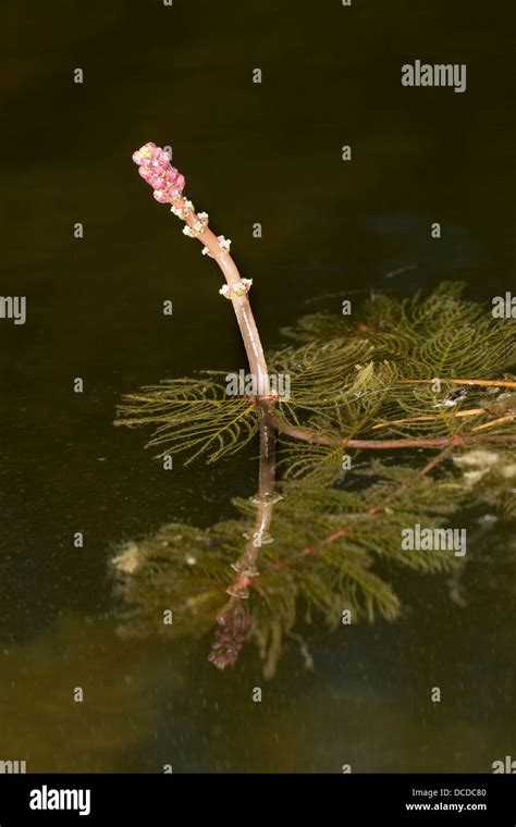 Ähriges Tausendblatt, Myriophyllum spicatum, Eurasian watermilfoil ...