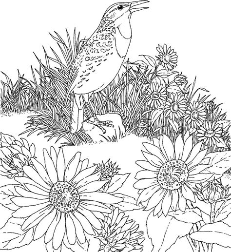 Free Printable Sunflower Coloring Pages For Kids