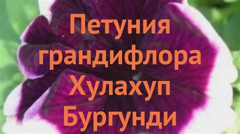 Петуния грандифлора Хулахуп Бургунди 🌿 обзор: как сажать, семена ...