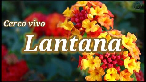 Cuidados De La Lantana Especial Cerco Vivo Lantana Camara Youtube