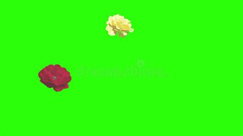 Animation Of Red Roses Graphic Design On Green Screen Transition