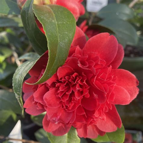 Camellia Takanini 4L Lushingtons