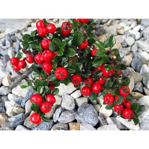 Online Orchards 1 Gal Cranberry Cotoneaster Shrub This True Multi