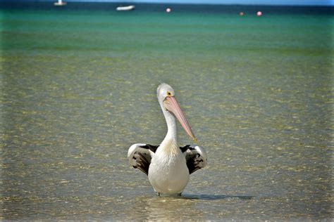 440+ Best Free Pelican Stock Photos & Images · 100% Royalty-Free HD ...