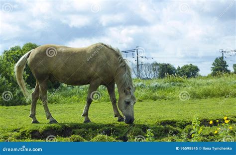 A Cor Branca Leitosa Do Cavalo Pasta No Pasto Imagem De Stock Imagem