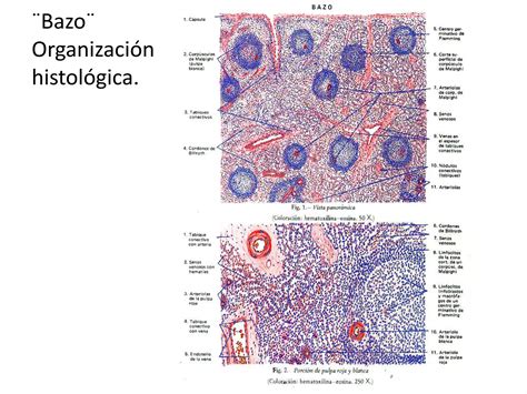 Tejido Y Rganos Linfoides Ppt