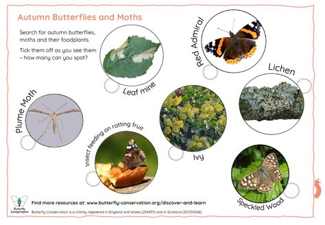 How To Spot Butterflies Butterfly Conservation