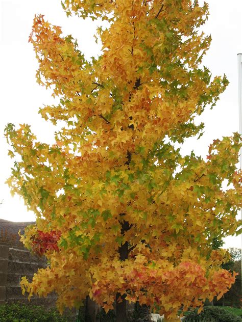 Liquid Amber Tree in Yard