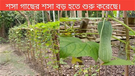 শসা গাছের শসা বড় হতে শুরু করেছে। Youtube