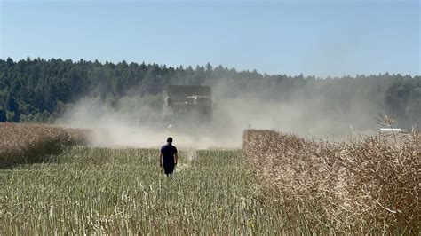 Rekord Polski w plonie rzepaku pobity Sprawdź ile wynosi