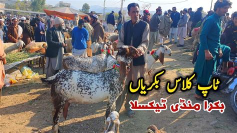 Top Class Bakriyan Taxila Bakra Mandi Update December Youtube