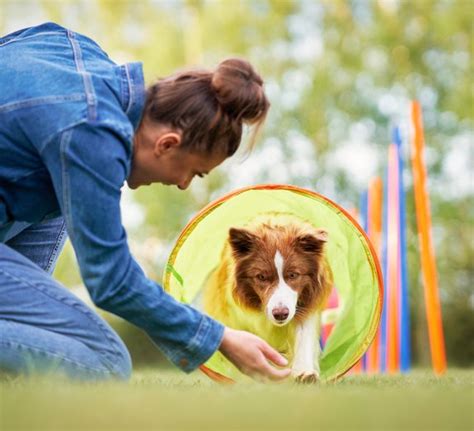 As 6 Raças De Cães Mais Fáceis De Treinar Mega Curioso