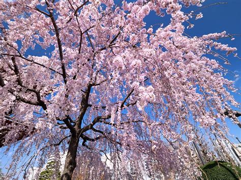 Cherry Blossom: Meaning, Symbolism, and Significance - A-Z Animals