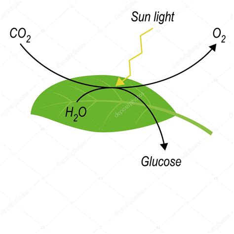 Ecuación De Fotosíntesis Fórmula De Fotosíntesis Carta De Educación En