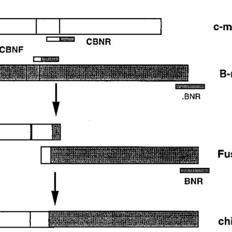 Schematic Representation Of The Fusion Pcr Protocol Used For The