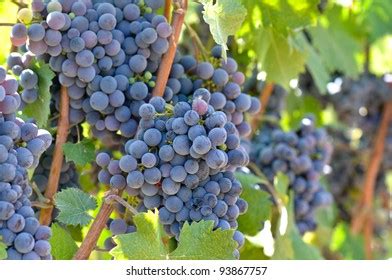 Red Wine Grapes Stock Photo 93867757 | Shutterstock