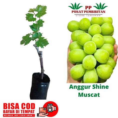 Jual Bibit Anggur Import Shine Muscat Tanaman Anggur Shine Muscat Cccc