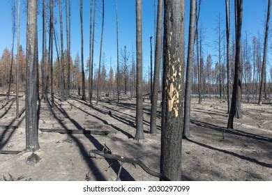 Aftermath Forest Fire Charred Tree Trunks Stock Photo