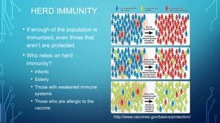 Vaccines And Herd Immunity PPT