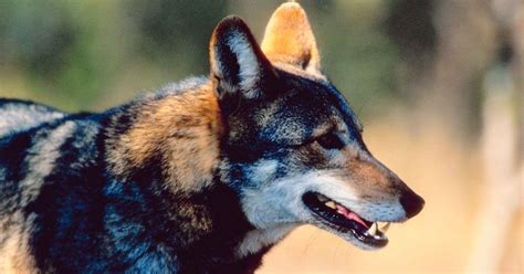 Conservation Efforts to Revive Red Wolf Population Are in Effect